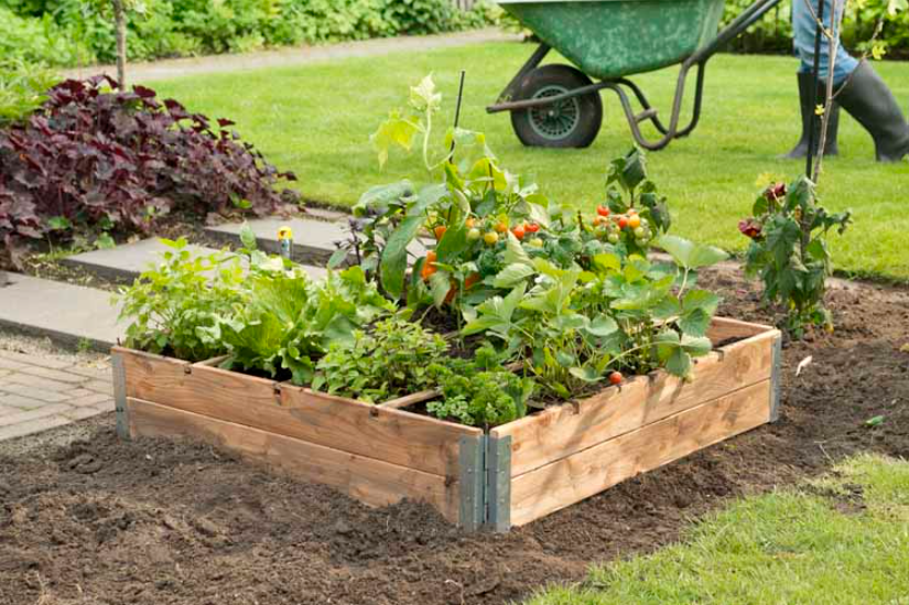 moestuin welkoop advies